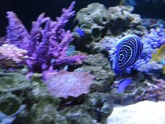 -暹罗海洋世界