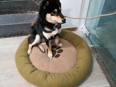 -柴迷FANS CLUB·柴犬狗咖·猫咖