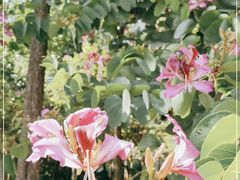 -火炉山森林公园