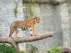 -泉州海丝野生动物世界