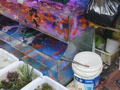 -曲阳花鸟市场(曲阳路店)