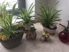 -新湖明珠城