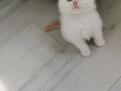 -平行世界·猫咖(首经贸店)