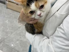 -艾贝尔宠物医院·宠保定点·超声绝育·免疫点(樱花路店)