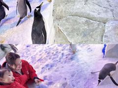 -芜湖新华联大白鲸海洋公园