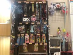 -袖虎宠物·金渐层缅因猫舍(灵芝店)