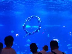 -烟台海昌鲸鲨海洋公园