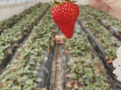 -胜丰草莓采摘园