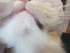 -车接车送·寄养洗护·德文猫舍(大宁店)