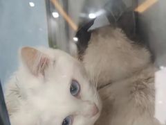 -动物缘宠物医院·骨科·猫科(西二环店)