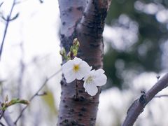 -顾村公园