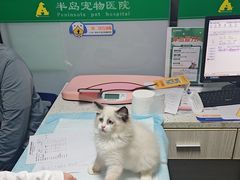 -半岛宠物医院24小时(科华中路店)