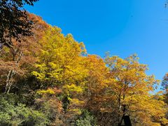 -光雾山旅游景区