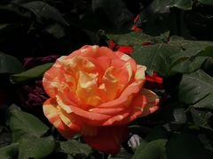 -莲花池公园
