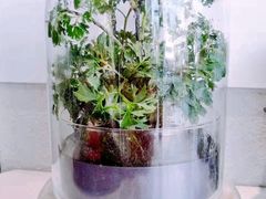 -卖呆儿咖啡(望京店)