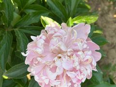 -洛阳市隋唐城遗址植物园