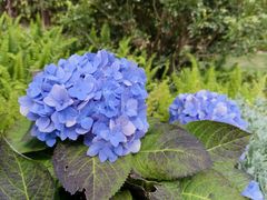-南沙蒲洲花园