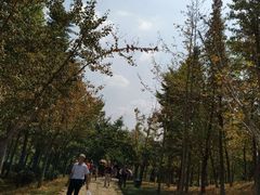 -千年银杏谷文化旅游区