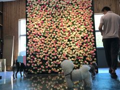 -百好乐宠物友好餐厅(朝外大街店)