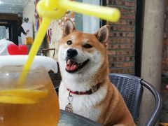 -柴犬高等学院·狗咖·柴犬售卖·宠物训练