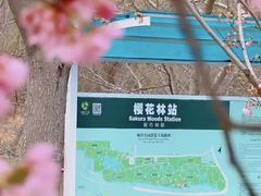 -顾村公园