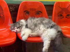 -猫咪博物馆(顶澳仔猫街店)
