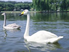 -银树楼(紫玉山庄东区店)