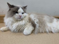 -猫在这儿猫咪咖啡馆·撸猫馆