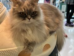 -平行世界·猫咖(首经贸店)