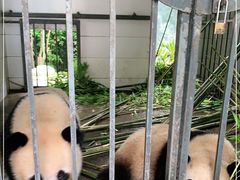 -都江堰中华大熊猫苑