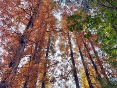 -白鹭湾湿地公园