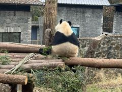-都江堰中华大熊猫苑