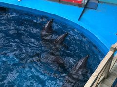 -海合安成都极地海洋公园