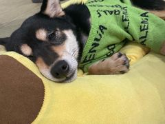 -逗柴咖啡屋·狗咖猫咖宠物桌游