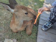 -北京鹿世界主题园