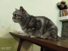 -猫色咖啡·猫咖