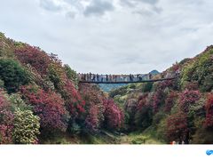 -贵州百里杜鹃风景名胜区