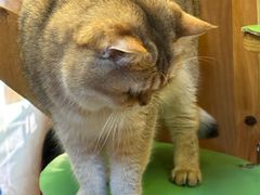 -MOCHA明星猫咖(田子坊店)