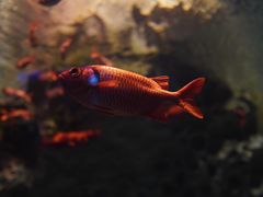 -珠海长隆海洋王国