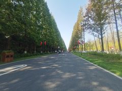 -黄海国家森林公园