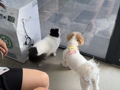 -凯瑞希宠物医院·狂犬免疫·微创·皮肤科