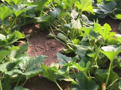 -万源龙顺度假庄园生态观光园