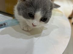 -喵zoo家庭繁育猫舍(尖东智能花园店)