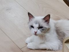 -Bastet sally猫舍购宠(静安店)
