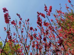 -桃花涧