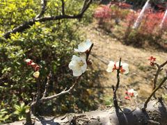-中央公园(苏州工业园区)