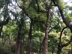 -上海滨江森林公园