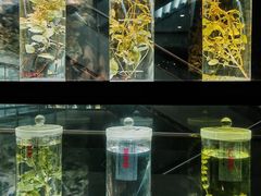 -广东中医药博物馆
