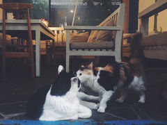 -Anne猫窝咖啡屋