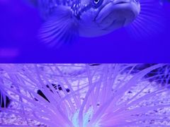 -上海海洋水族馆